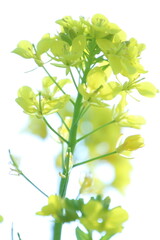 菜の花