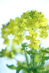 菜の花