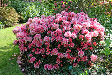 Pink and red Rhododendron azalea ‘Hydon Dawn’ in flower.