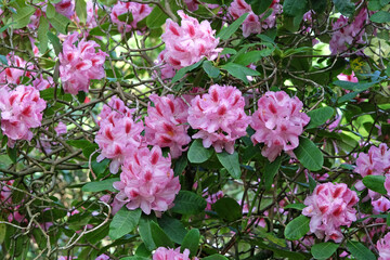 Pink Rhododendron azalea ‘Furnivall's Daughter’ in flower.