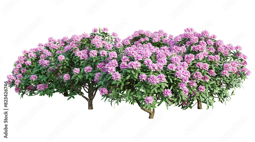 Poster rhododendron bushes in blossom isolated on transparent background. 3d render.