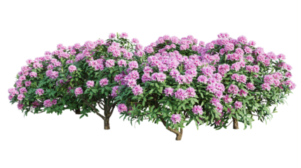 Rhododendron bushes in blossom isolated on transparent background. 3D render.