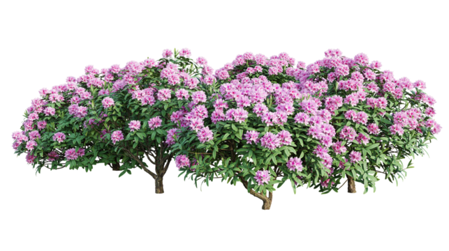 Rhododendron bushes in blossom isolated on transparent background. 3D render.