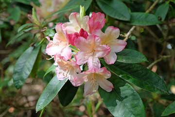 Pink and cream Rhododendron ‘Percy Wiseman’ in flower
