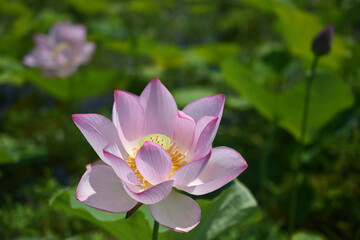 夏の朝に咲いた清らかな蓮の花