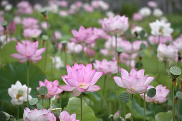 夏の朝に咲いた清らかな蓮の花