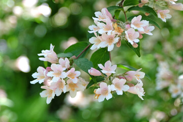 White Kolkwitzia amabilis, Beauty Bush in flower.