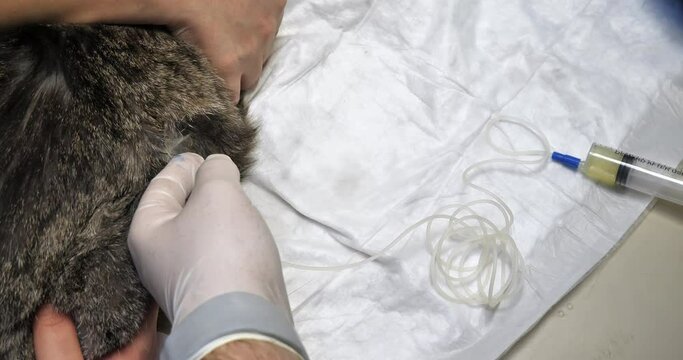 The veterinarian drains ascites fluid from the abdominal cavity of a sick cat through a catheter. Drainage of the abdominal cavity to remove excess fluid in case of ascites in a cat.