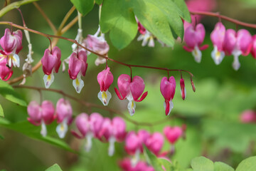 Lamprocapnos spectabilis, bleeding heart, fallopian buds or Asian bleeding-heart, is a species of flowering plant belonging to the fumitory subfamily (fumarioideae) of the poppy family Papaveraceae. - Powered by Adobe