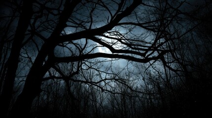 beauty dark forest silhouette