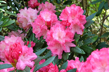 Pink Rhododendron ‘Hydon Hunter’ in flower.