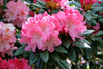 Obraz premium Pink Rhododendron ‘Hydon Hunter’ in flower.