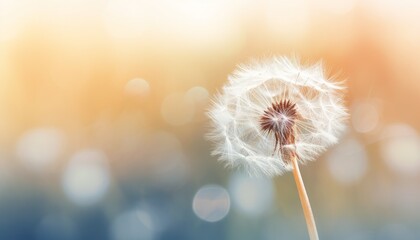 Close-up of a dandelion seed head against a soft, blurred bokeh background, capturing a tranquil and dreamy atmosphere in nature.