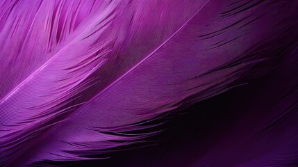 Fototapeta premium vibrant purple feather