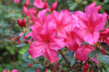 Deep pink evergreen azalea japonica in flower.