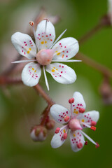 Saxifraga x Urbium or London Pride evergreen flowering garden plant in close-up, England, UK