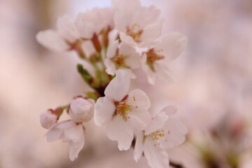 桜　チェリーブロッサム