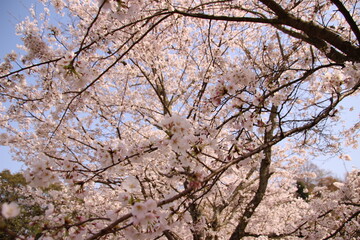 桜　チェリーブロッサム
