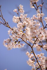 桜　チェリーブロッサム