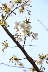 桜　チェリーブロッサム