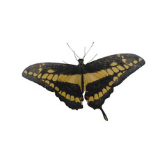 Black and Yellow Tropical Butterfly Isolated on White Background.