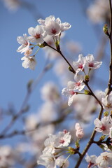 桜　チェリーブロッサム