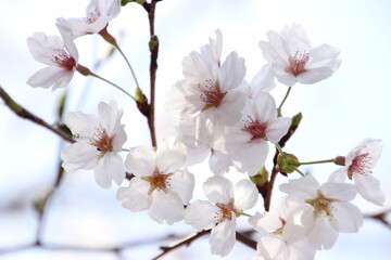桜　チェリーブロッサム