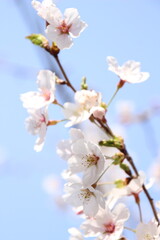 Fototapeta premium 桜 チェリーブロッサム
