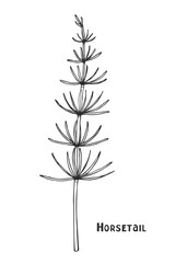 Vector drawing of the medicinal plant horsetail. Isolated image on a white background. Hand-drawn grass.