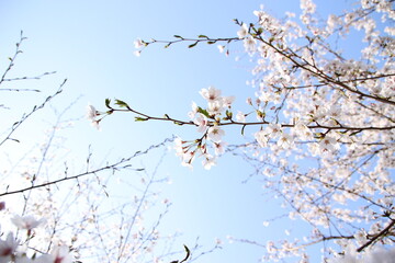桜　チェリーブロッサム