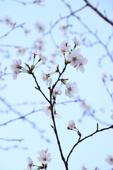 桜　チェリーブロッサム