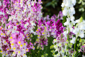 Linaria flower in the garden