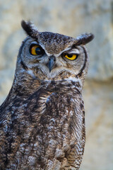 Great Horned Owl, Bubo virginianus nacurutu, Peninsula Valdes, Patagonia, Argentina.