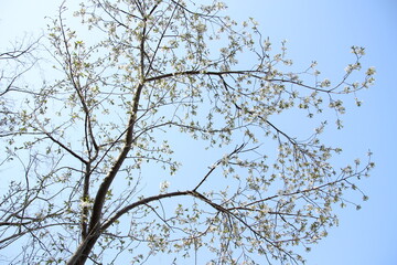 桜　チェリーブロッサム