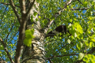 A cat on a birch branch on a sunny spring day.                              