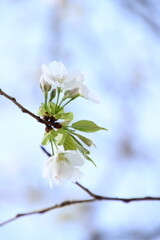 桜　チェリーブロッサム