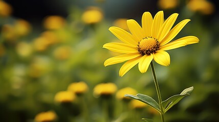 Obraz premium golden flower yellow