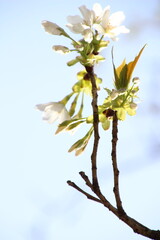 桜　チェリーブロッサム