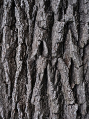 Un matière d'écorce de chêne centenaire