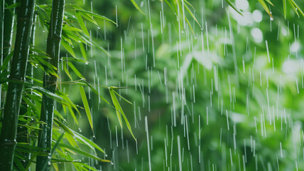 雨 竹 梅雨