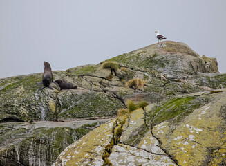 Group of seals on colorful stone rocks, seascape in a fjord in cloudy weather, Doutful Sound Fiord,...