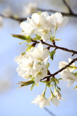 桜　チェリーブロッサム