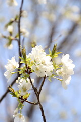 Obraz premium 桜 チェリーブロッサム