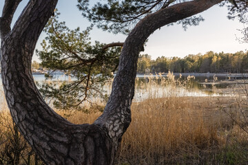 A tree with a crooked trunk on the seashore. Spring landscape on the coast. Photo