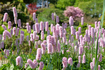 Pink Bistorta officinalis or, Persicaria bistorta, known as bistort, common bistort, European...