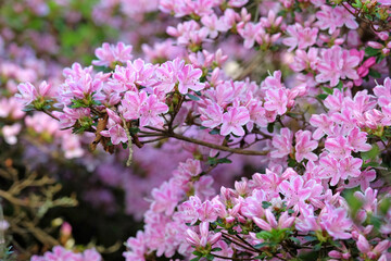 Pink and white Rhododendron azalea ‘Kermesinum Rose’ in flower.