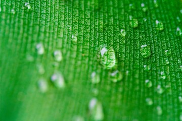Raindrops hanging from a plant stem. Palm tree leaf with water drops