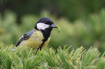 Cute wild great tit (Parus major) bringing insects to the nest. Image with space for text. Small...