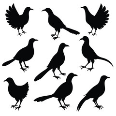 Set of greater coucal animal Silhouette Vector on a white background