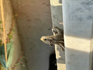squirrel on a fence